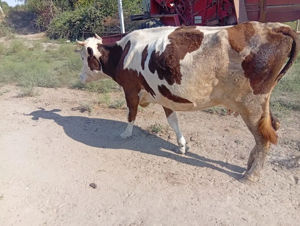 İnək — Heyvanlar, Quşlar, Balıqlar, Salyan