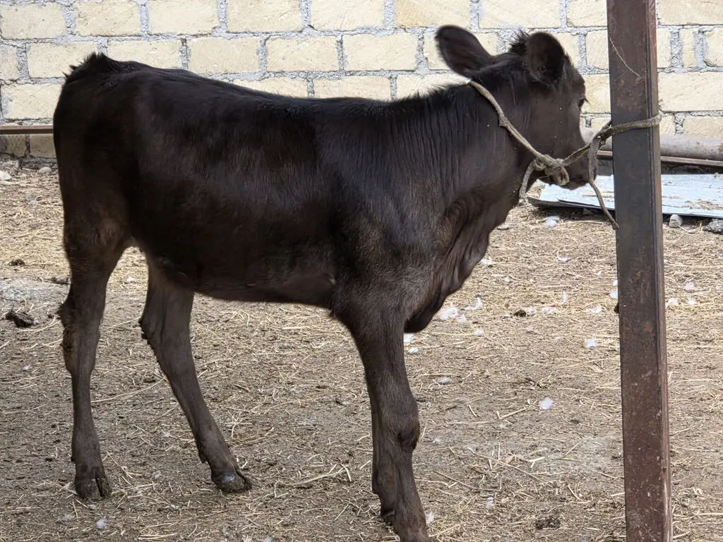 Balalı inək — Heyvanlar, Quşlar, Balıqlar, Gəncə