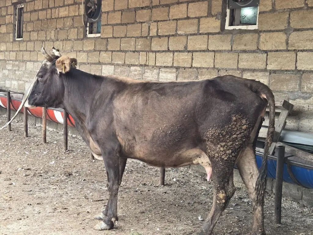 Balalı inək — Heyvanlar, Quşlar, Balıqlar, Gəncə