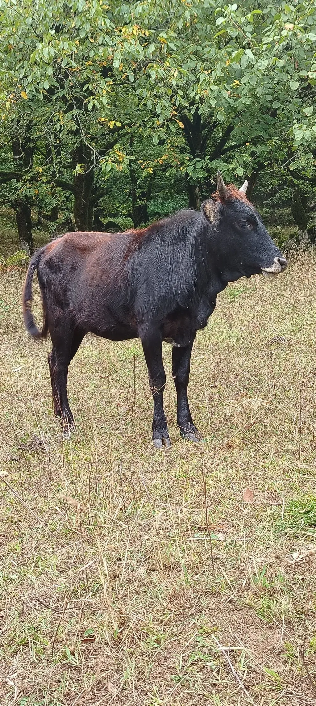 Danalar — Heyvanlar, Quşlar, Balıqlar, Lənkəran