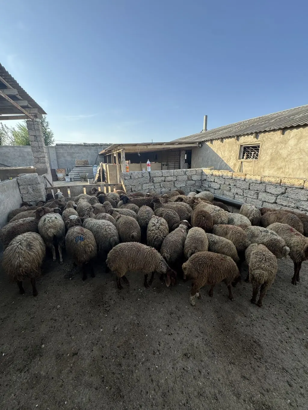 Quzular — Heyvanlar, Quşlar, Balıqlar, Bakı