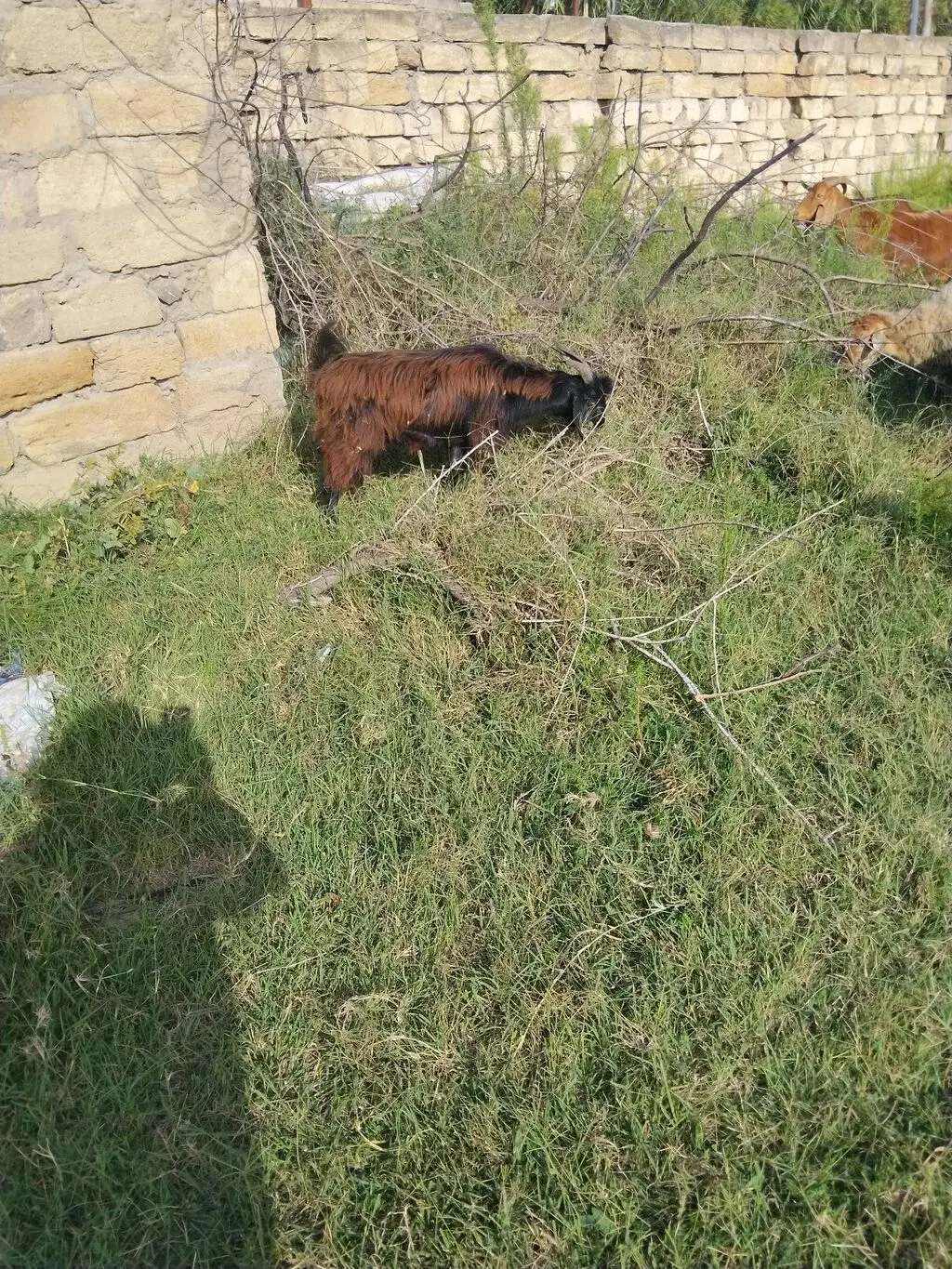 Keçilər — Heyvanlar, Quşlar, Balıqlar, Bakı