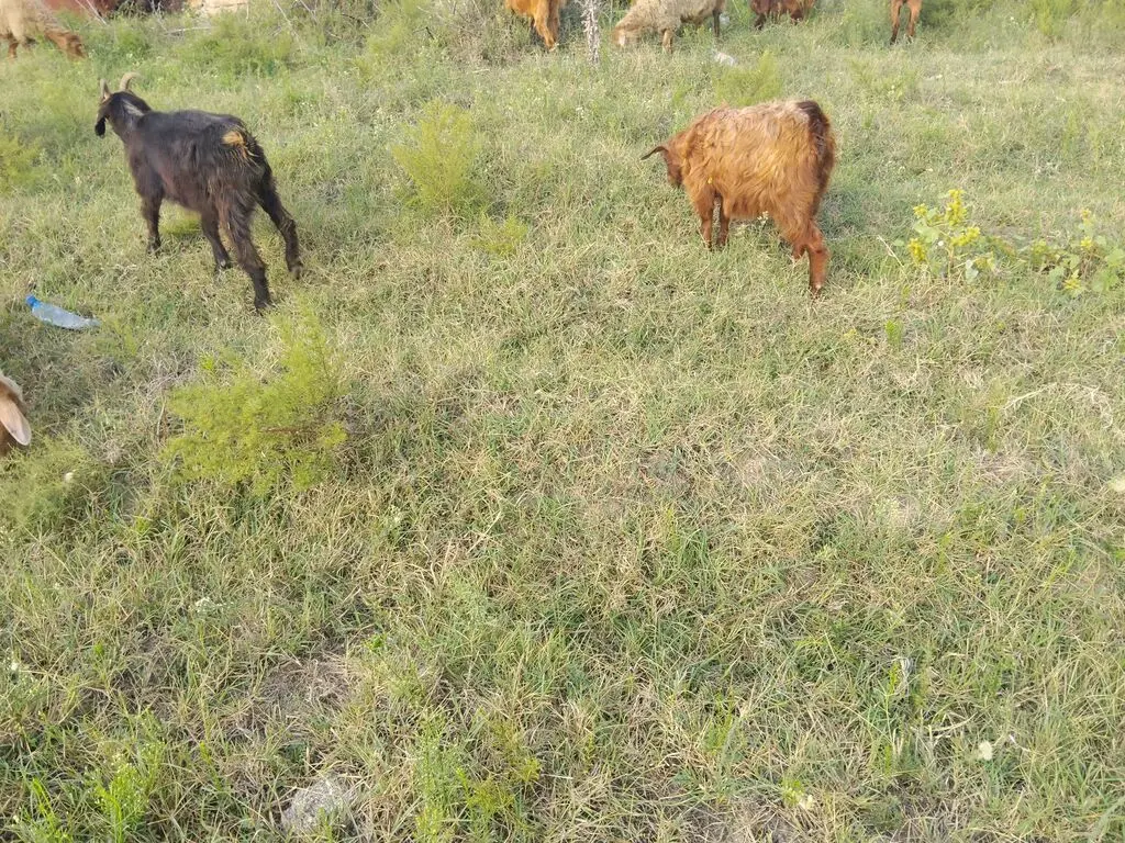 Keçilər — Heyvanlar, Quşlar, Balıqlar, Bakı