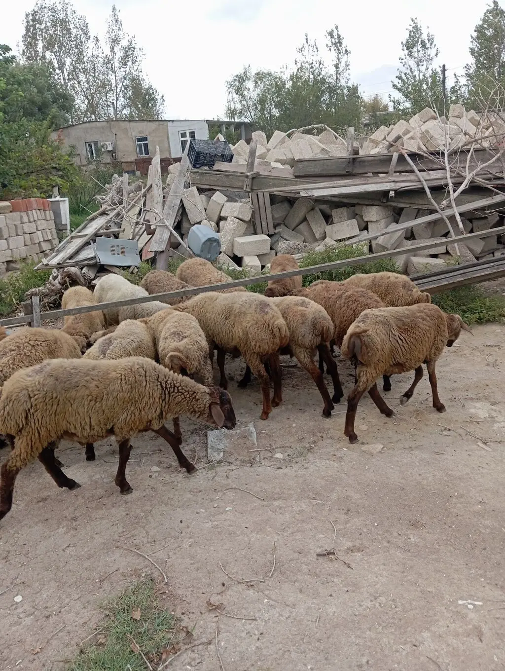 Qoyunlar — Heyvanlar, Quşlar, Balıqlar, Bakı