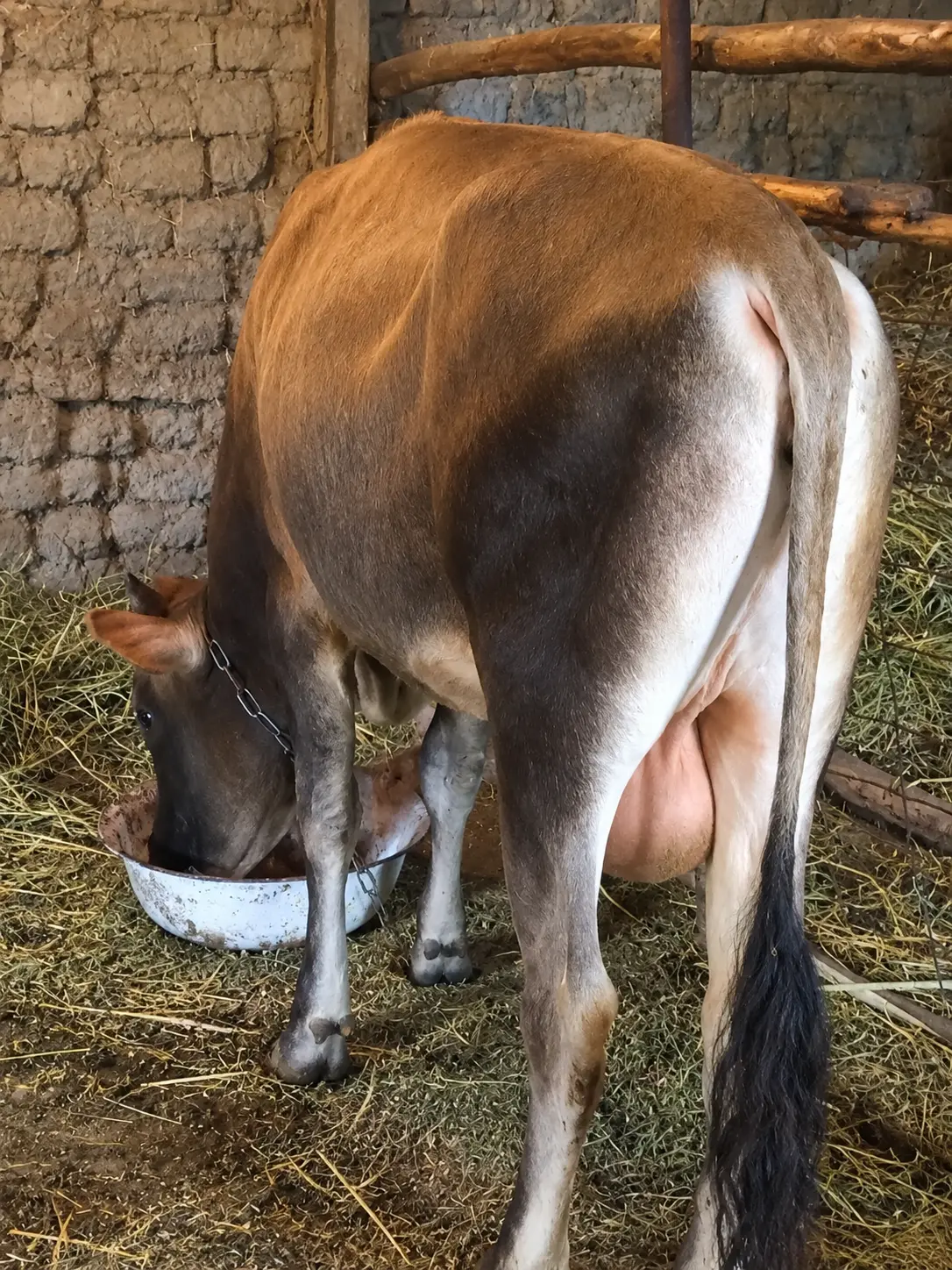 Dana — Heyvanlar, Quşlar, Balıqlar, Bakı