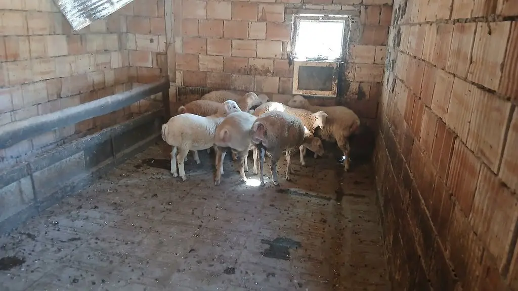 Quzular — Heyvanlar, Quşlar, Balıqlar, Şəki