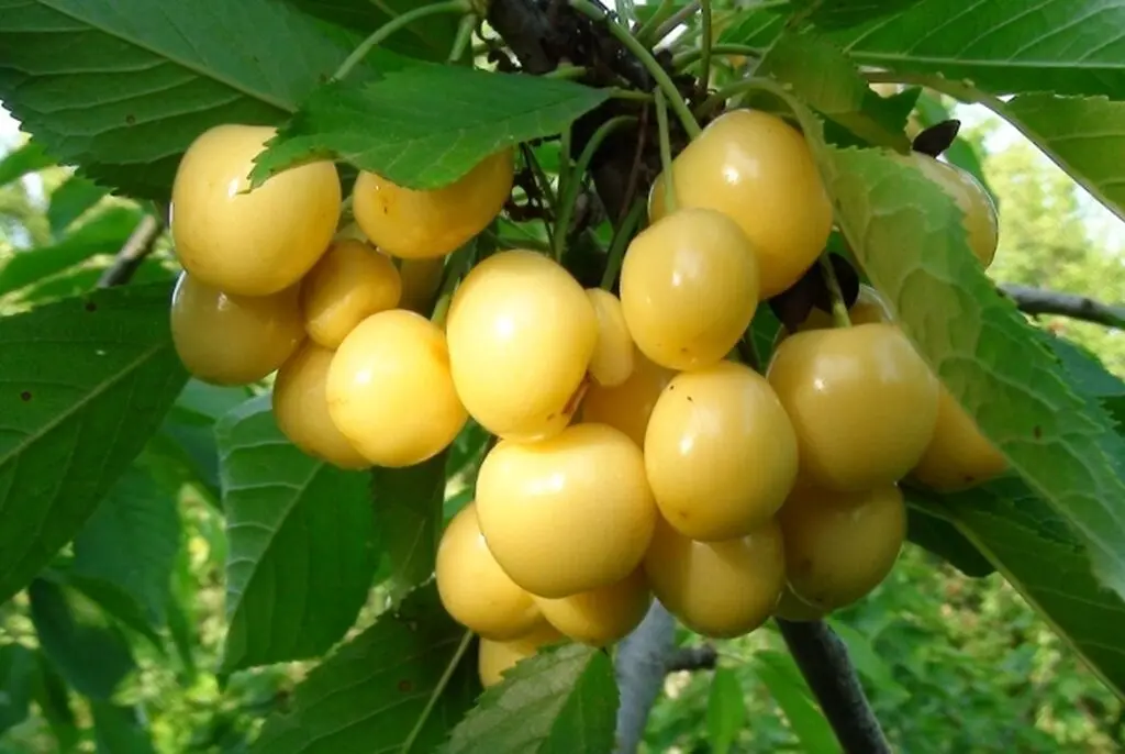 Gilas — Meyvə və Giləmeyvə, Yevlax