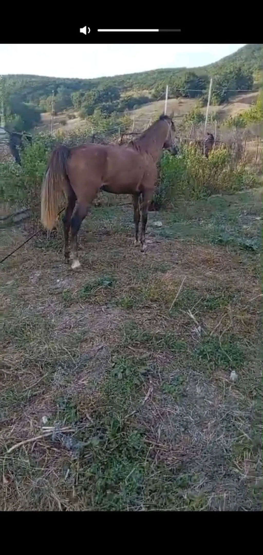 At — Heyvanlar, Quşlar, Balıqlar, Siyəzən