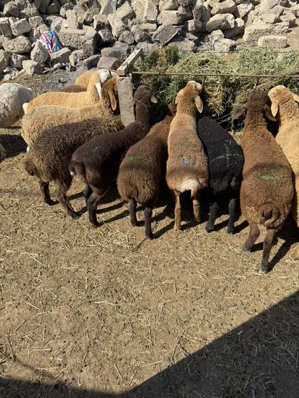 Quzular — Heyvanlar, Quşlar, Balıqlar, Bakı