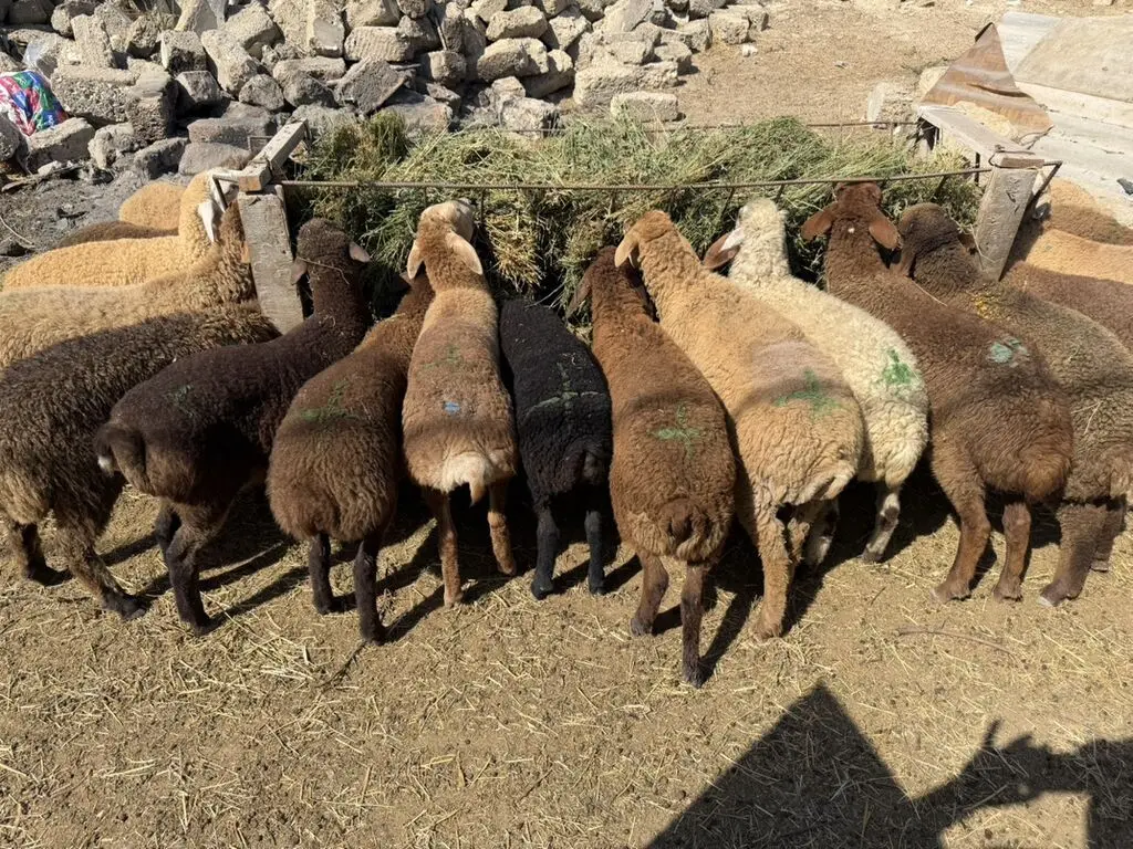 Quzular — Heyvanlar, Quşlar, Balıqlar, Bakı