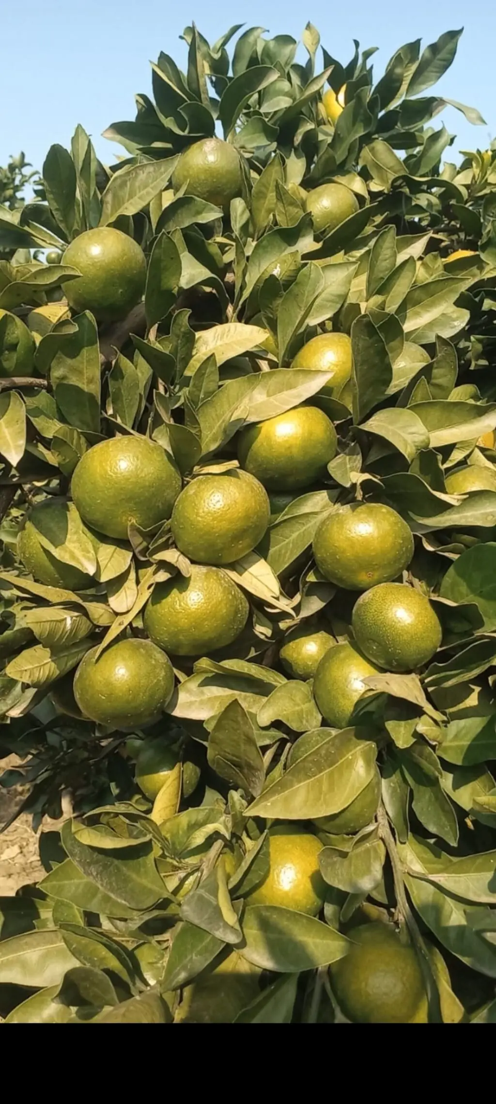 Mandarin — Meyvə və Giləmeyvə, Astara