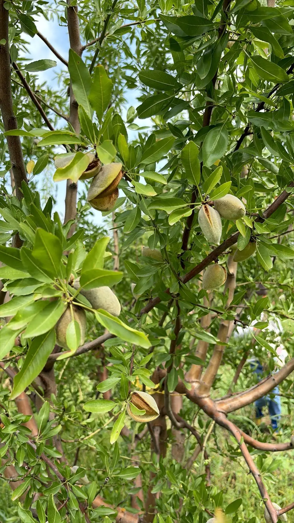 Badam — Meyvə və Giləmeyvə, Bakı