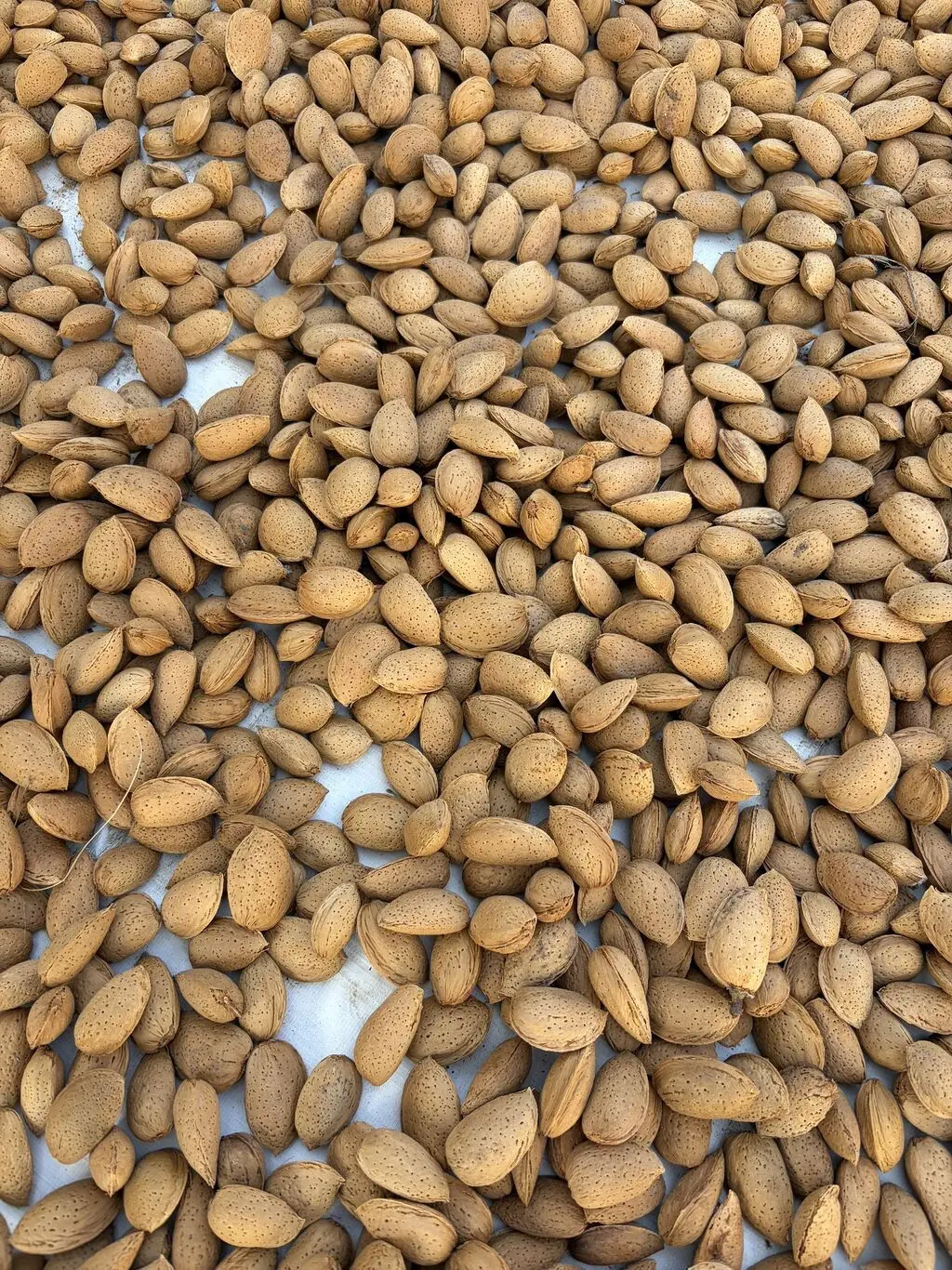 Badam — Meyvə və Giləmeyvə, Bakı