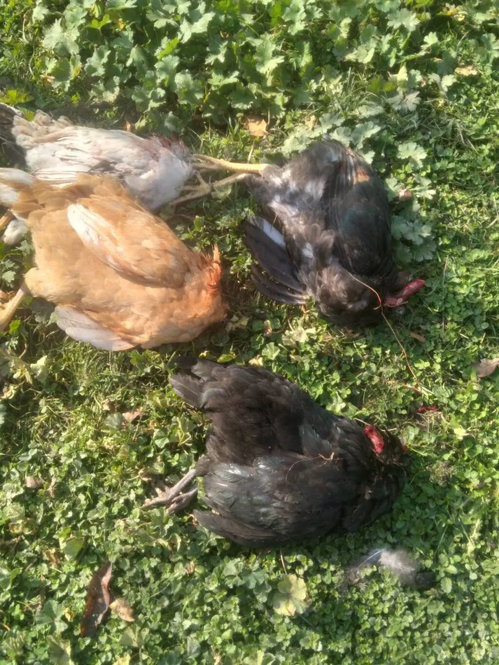 Çolpalar — Heyvanlar, Quşlar, Balıqlar, Qəbələ