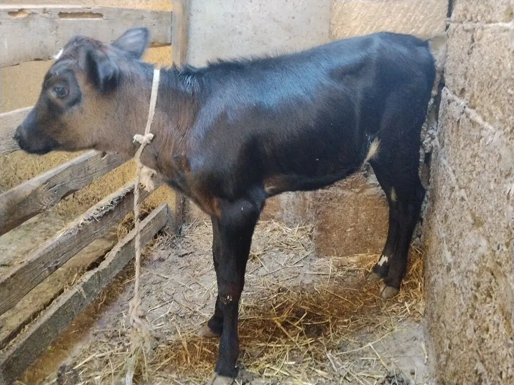 Buzov — Heyvanlar, Quşlar, Balıqlar, Bakı