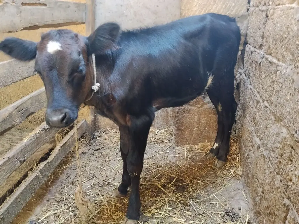 Buzov — Heyvanlar, Quşlar, Balıqlar, Bakı