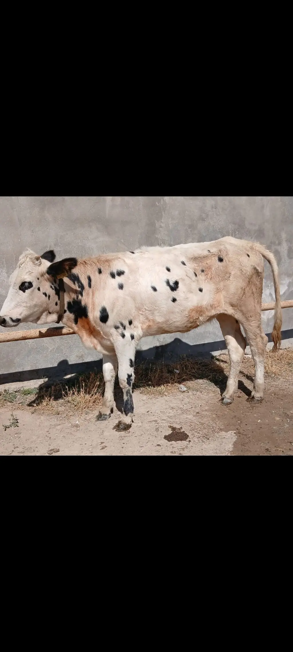 İnək — Heyvanlar, Quşlar, Balıqlar, Bakı