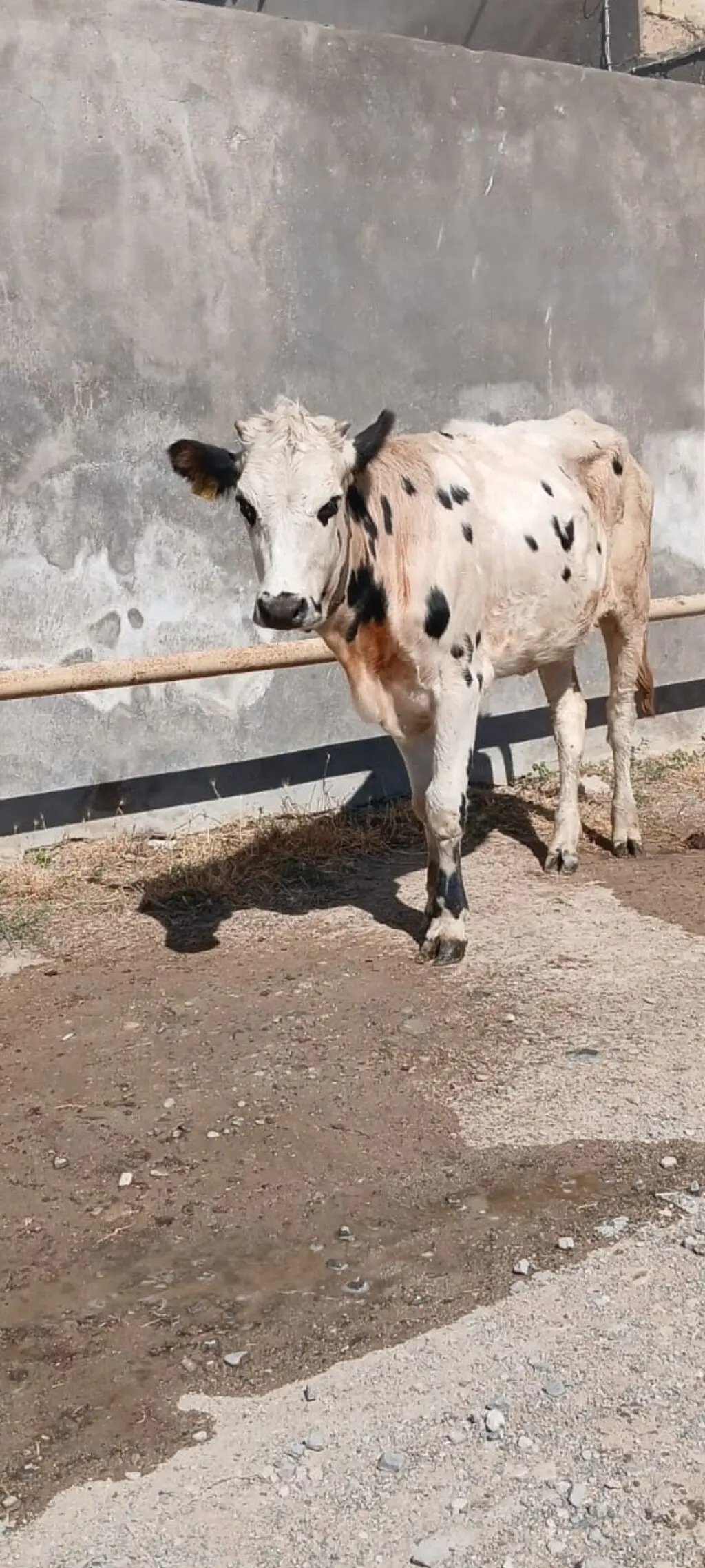 İnək — Heyvanlar, Quşlar, Balıqlar, Bakı