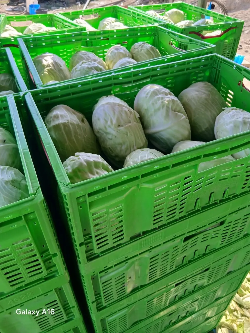 Cabbage — Vegetables and Greens, Baku