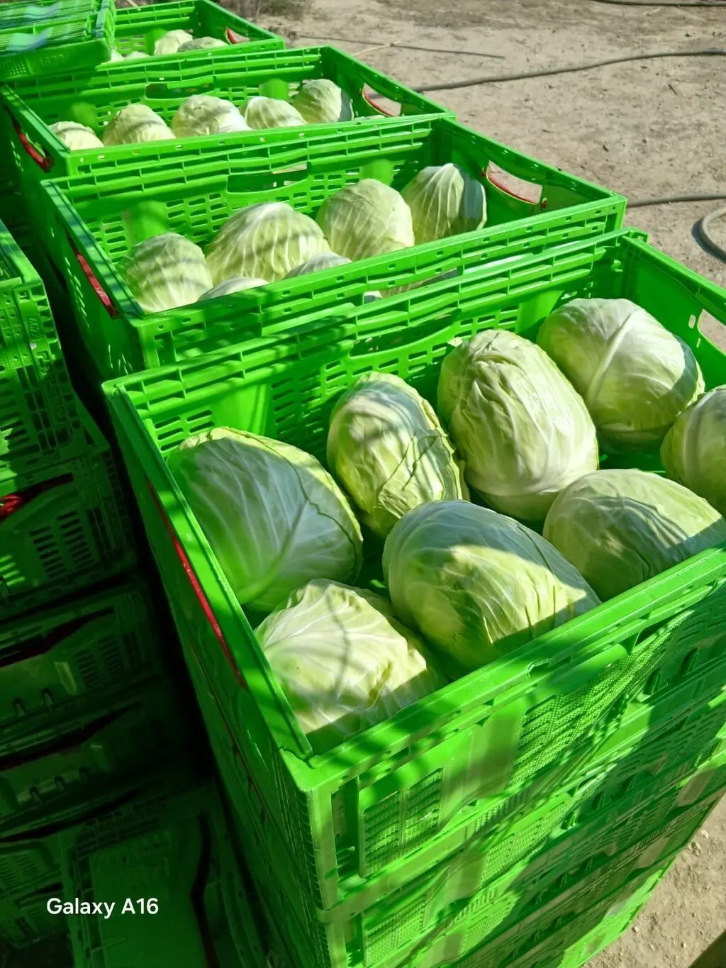 Cabbage — Vegetables and Greens, Baku