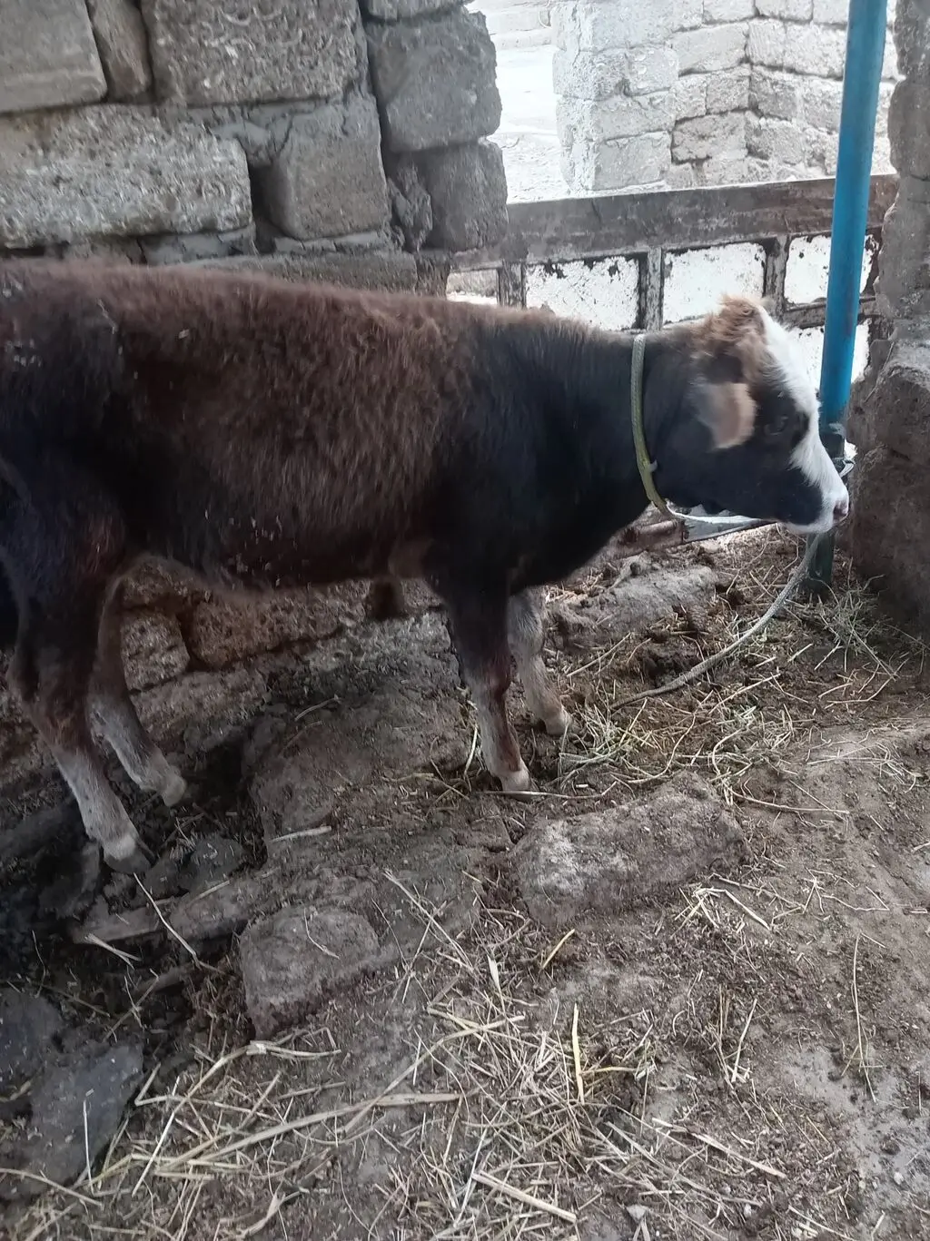 Dana — Heyvanlar, Quşlar, Balıqlar, Bakı