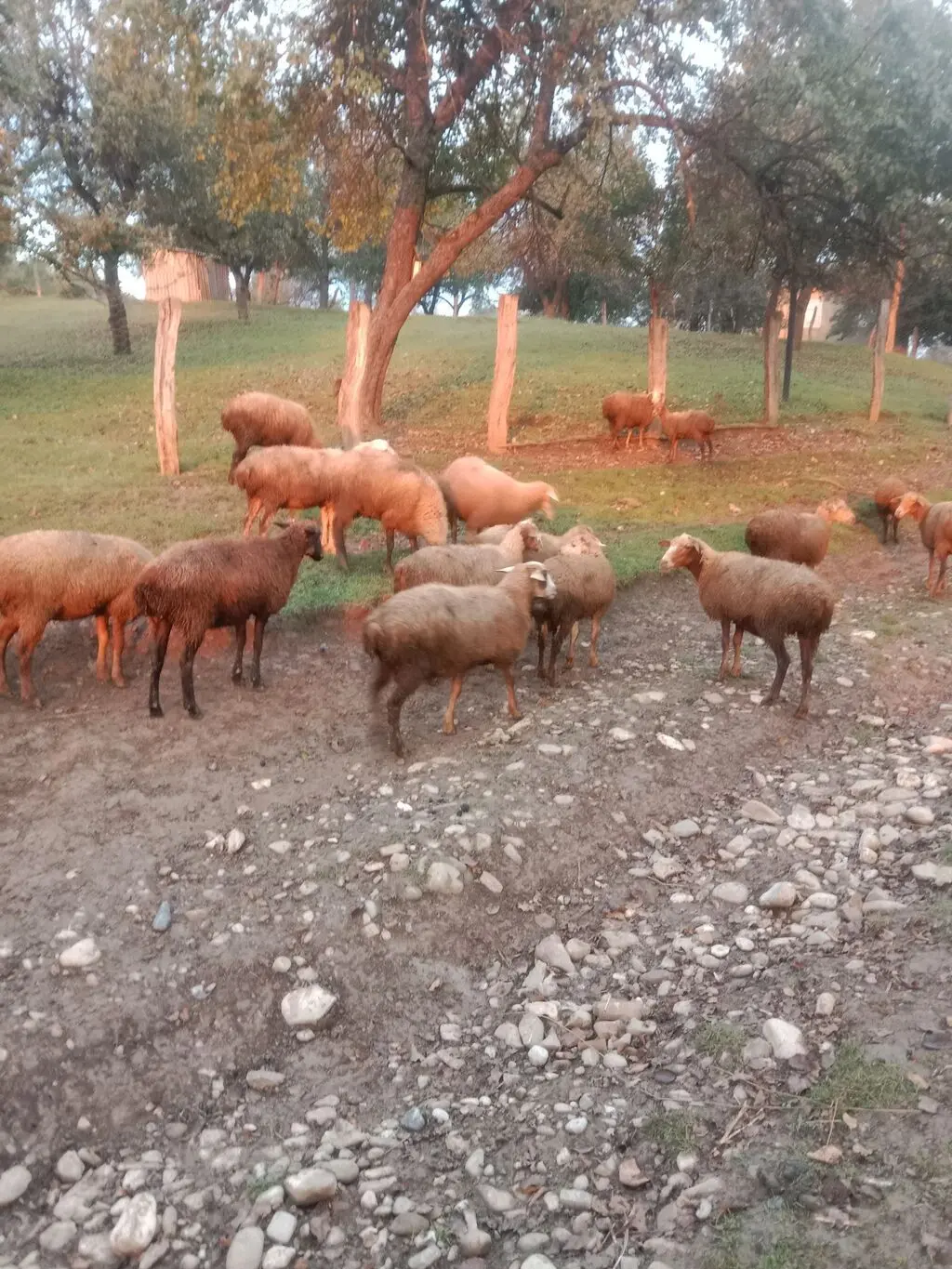 Qoyunlar — Heyvanlar, Quşlar, Balıqlar, Quba