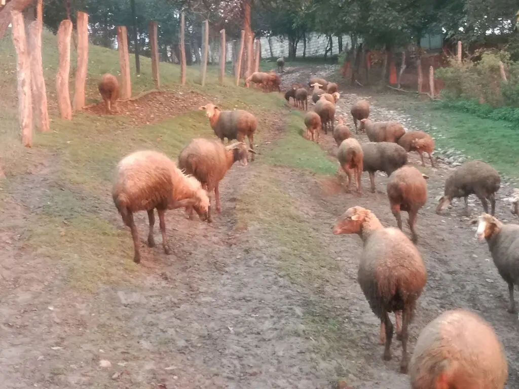 Qoyunlar — Heyvanlar, Quşlar, Balıqlar, Quba