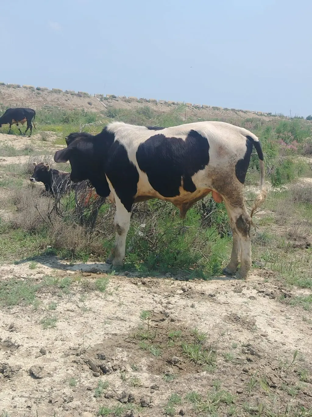 Danalar — Heyvanlar, Quşlar, Balıqlar, Bakı