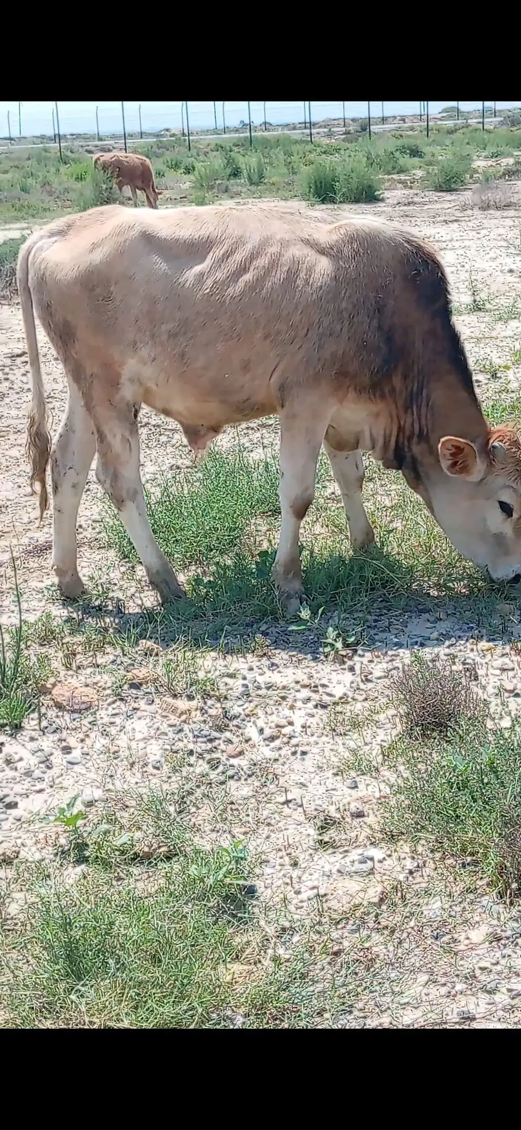 Danalar — Heyvanlar, Quşlar, Balıqlar, Bakı