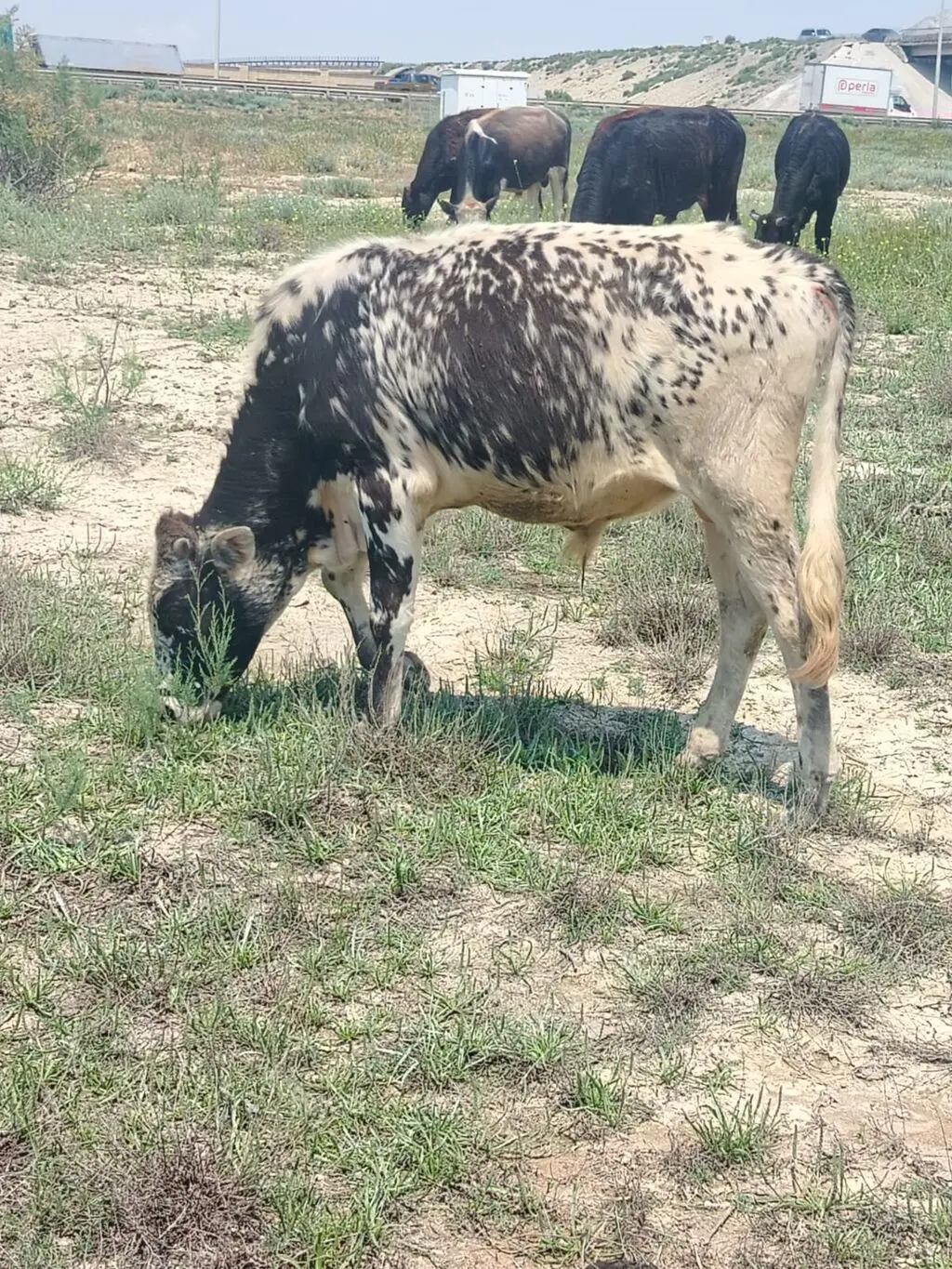 Danalar — Heyvanlar, Quşlar, Balıqlar, Bakı