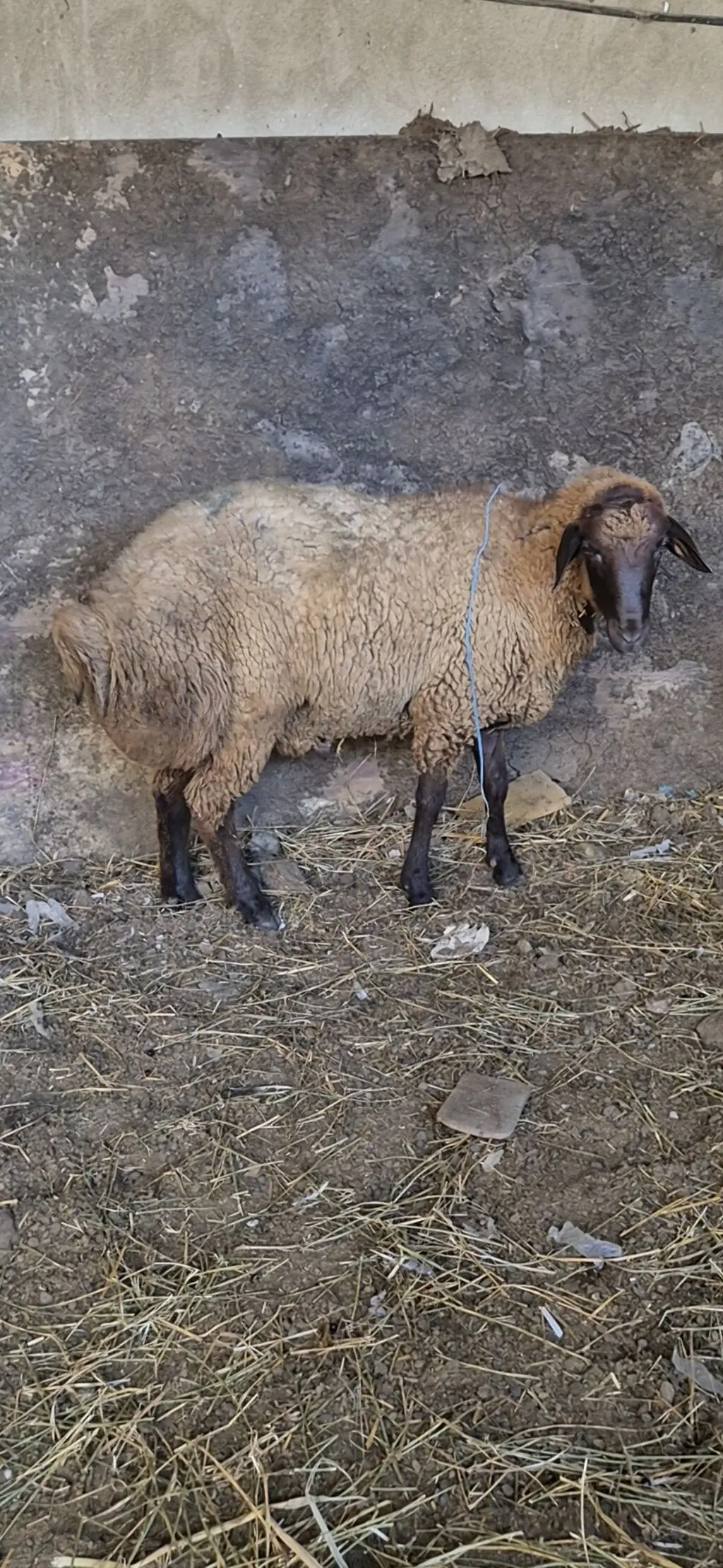 Qoçlar — Heyvanlar, Quşlar, Balıqlar, Bakı