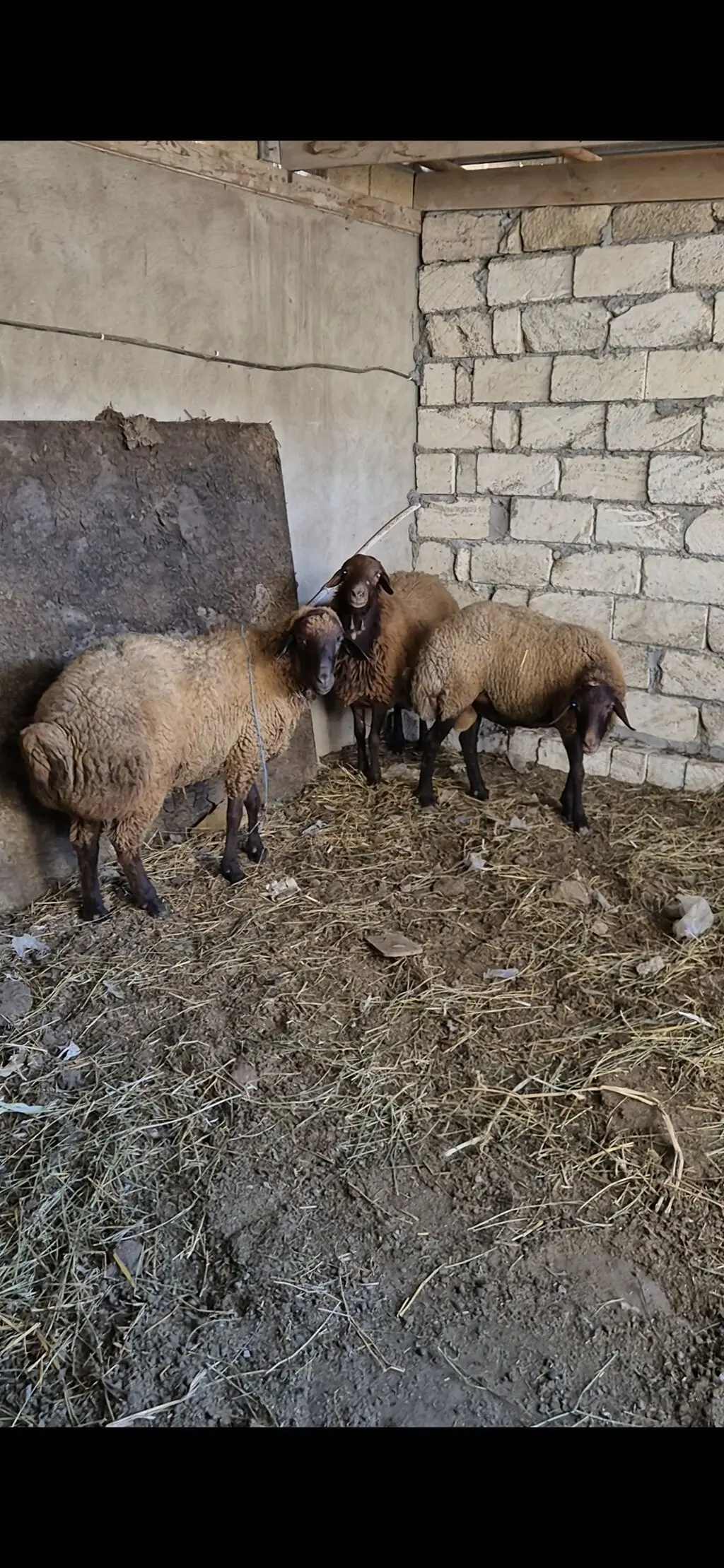 Qoçlar — Heyvanlar, Quşlar, Balıqlar, Bakı