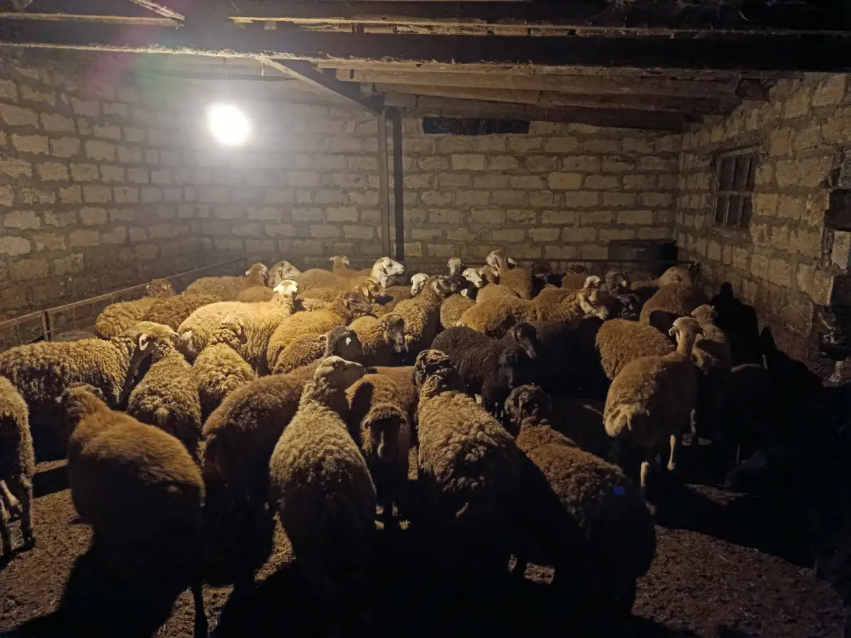 Quzular — Heyvanlar, Quşlar, Balıqlar, Yevlax
