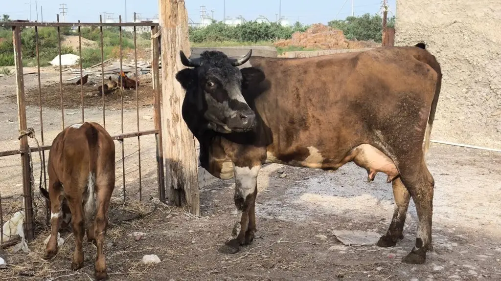 Balalı inək — Heyvanlar, Quşlar, Balıqlar, Sumqayıt