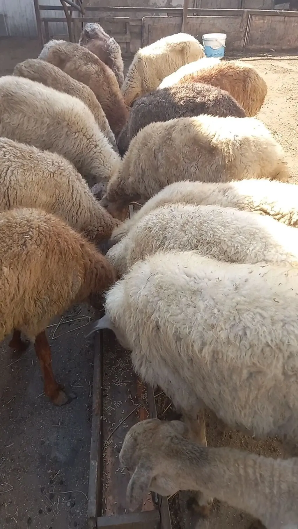 Qoyunlar — Heyvanlar, Quşlar, Balıqlar, Bakı