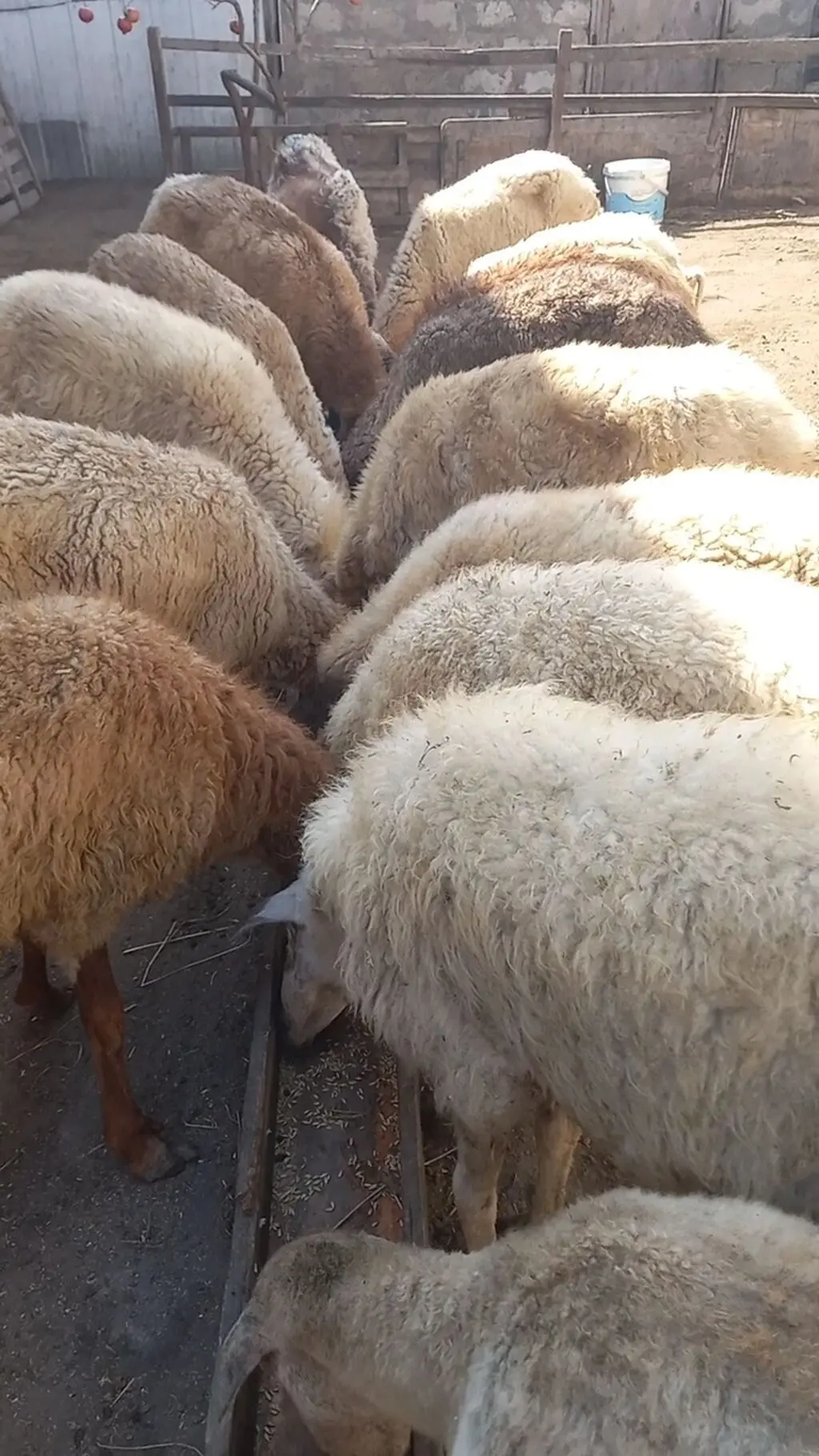 Qoyunlar — Heyvanlar, Quşlar, Balıqlar, Bakı