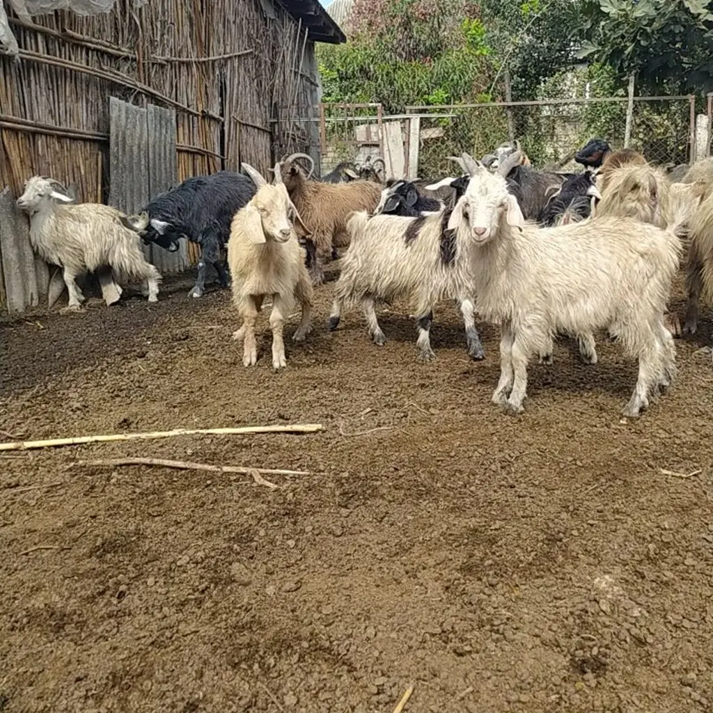 Çəpiş — Heyvanlar, Quşlar, Balıqlar, Ağdaş