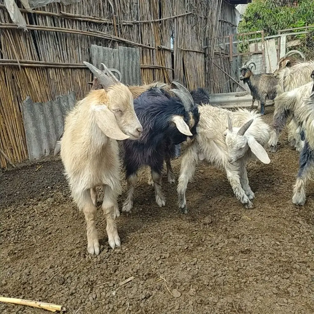 Çəpiş — Heyvanlar, Quşlar, Balıqlar, Ağdaş