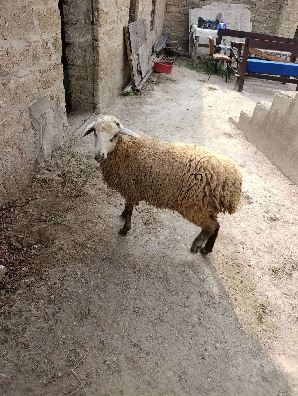 Toğlular — Heyvanlar, Quşlar, Balıqlar, Bakı
