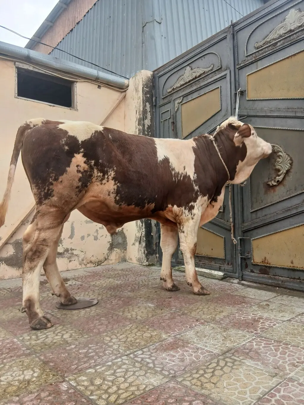 Dana — Heyvanlar, Quşlar, Balıqlar, Bakı