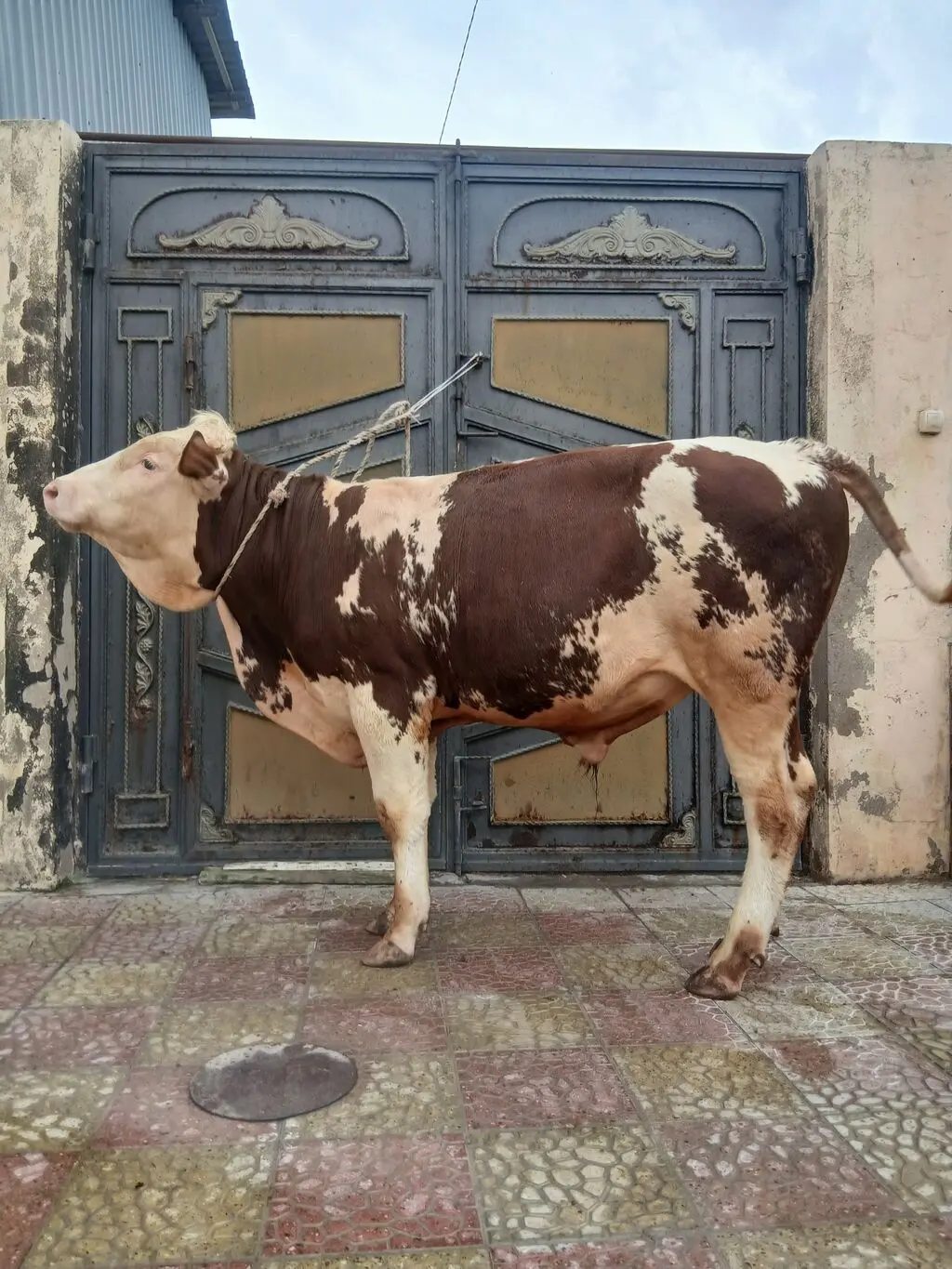 Dana — Heyvanlar, Quşlar, Balıqlar, Bakı