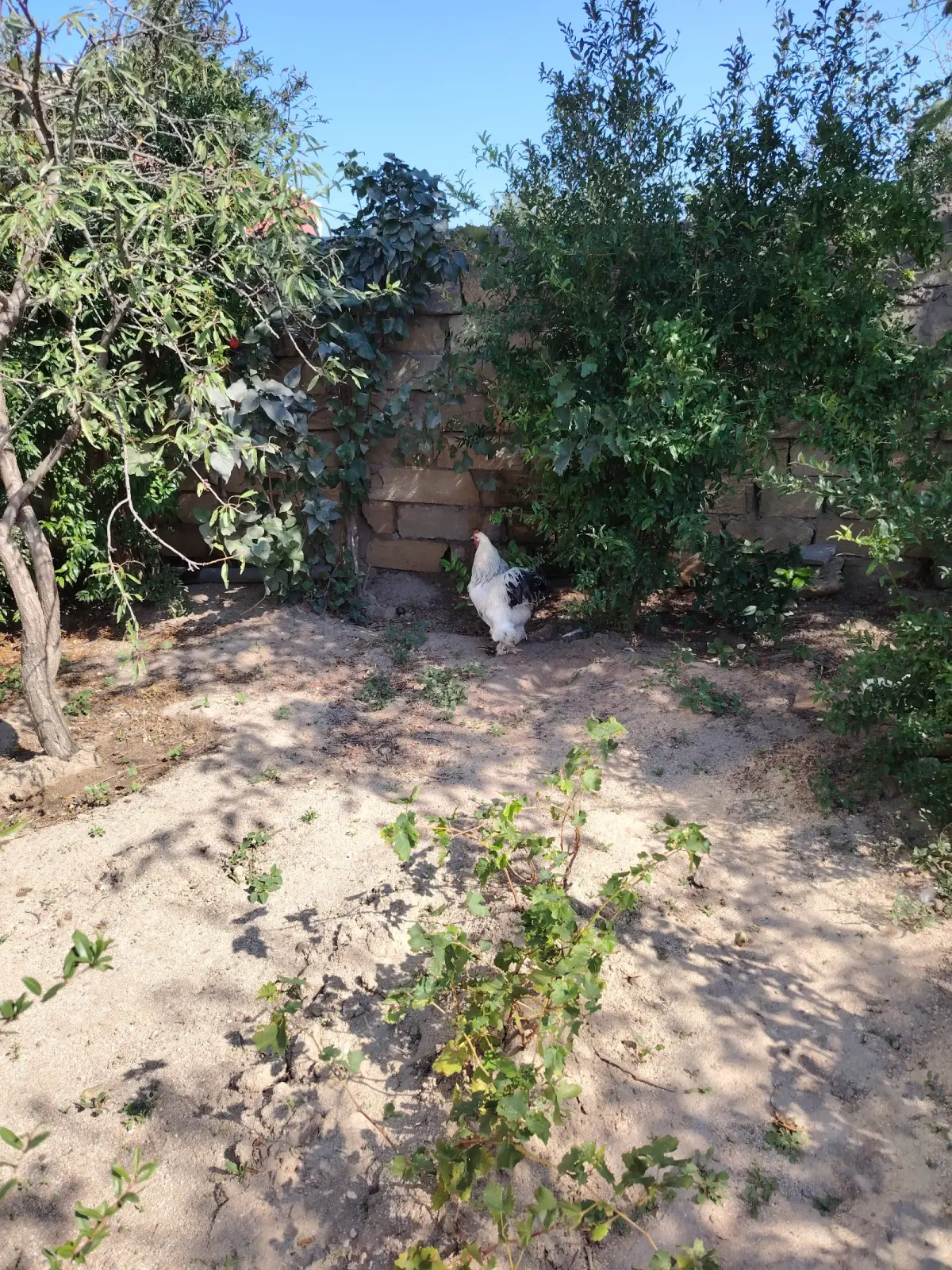 Xoruz — Heyvanlar, Quşlar, Balıqlar, Bakı
