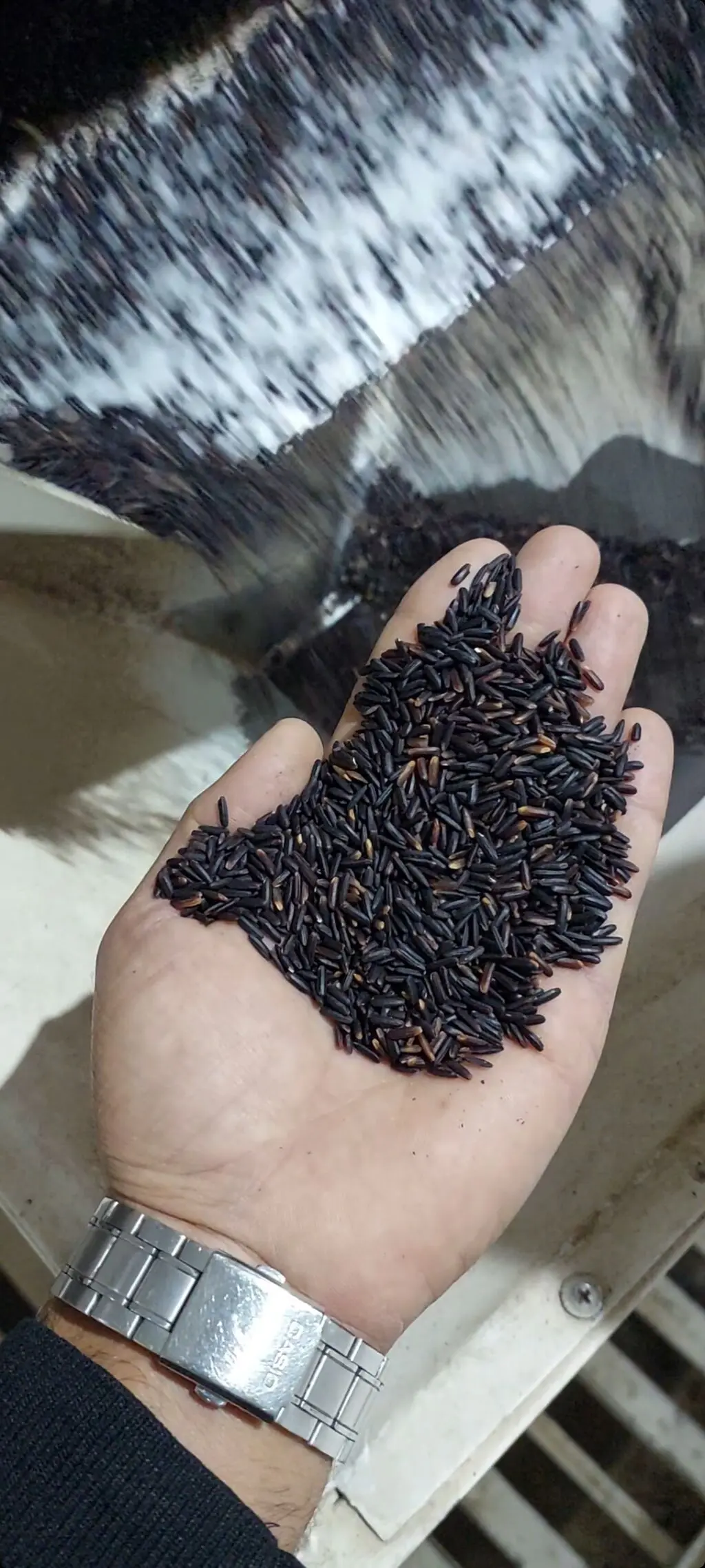 Qara düyü — Dənlilər, Otlar Yemlər,  Bitkilər, Lənkəran