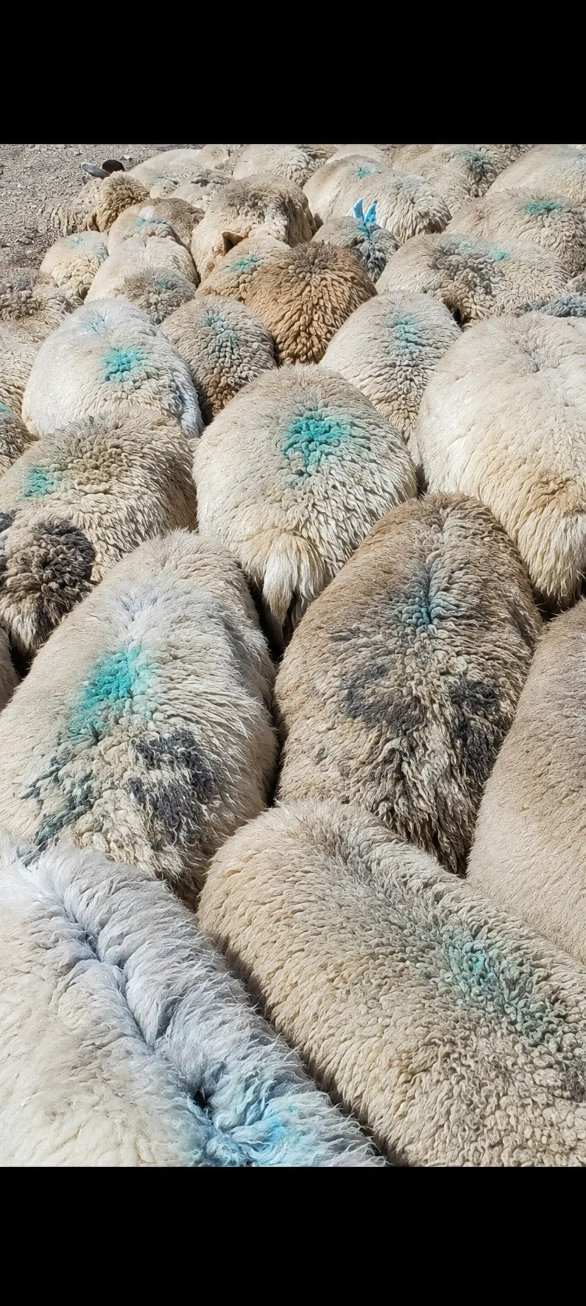 Qoyunlar — Heyvanlar, Quşlar, Balıqlar, Şabran