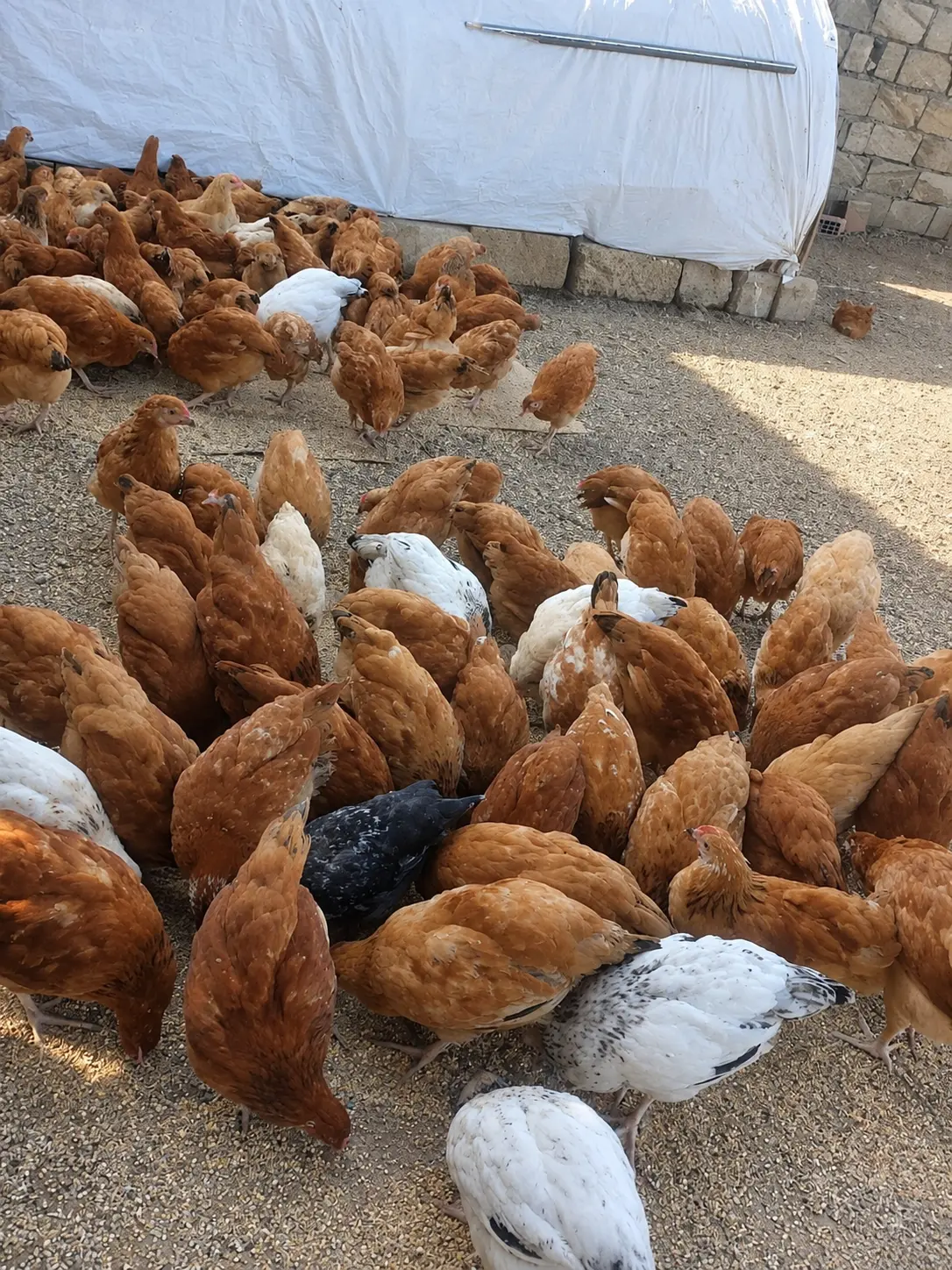 Çolpalar — Heyvanlar, Quşlar, Balıqlar, Lənkəran