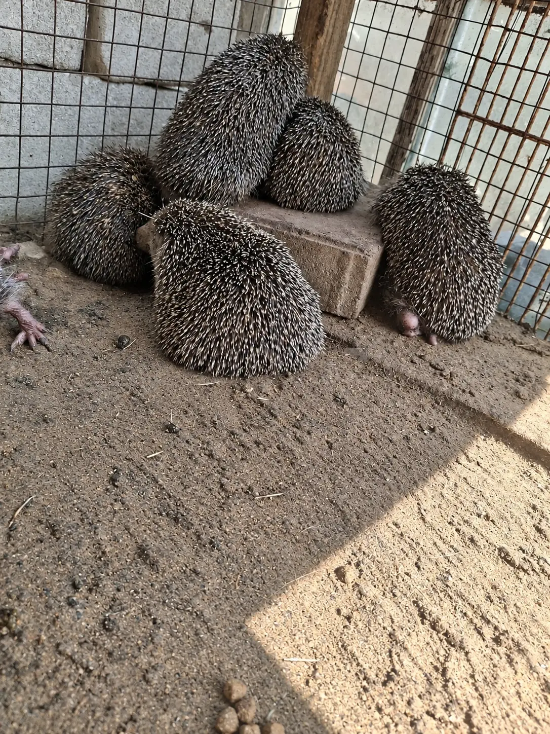 Kirpi — Heyvanlar, Quşlar, Balıqlar, Bakı