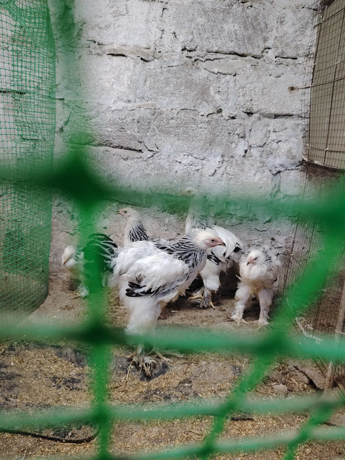 Çolpalar — Heyvanlar, Quşlar, Balıqlar, Bakı