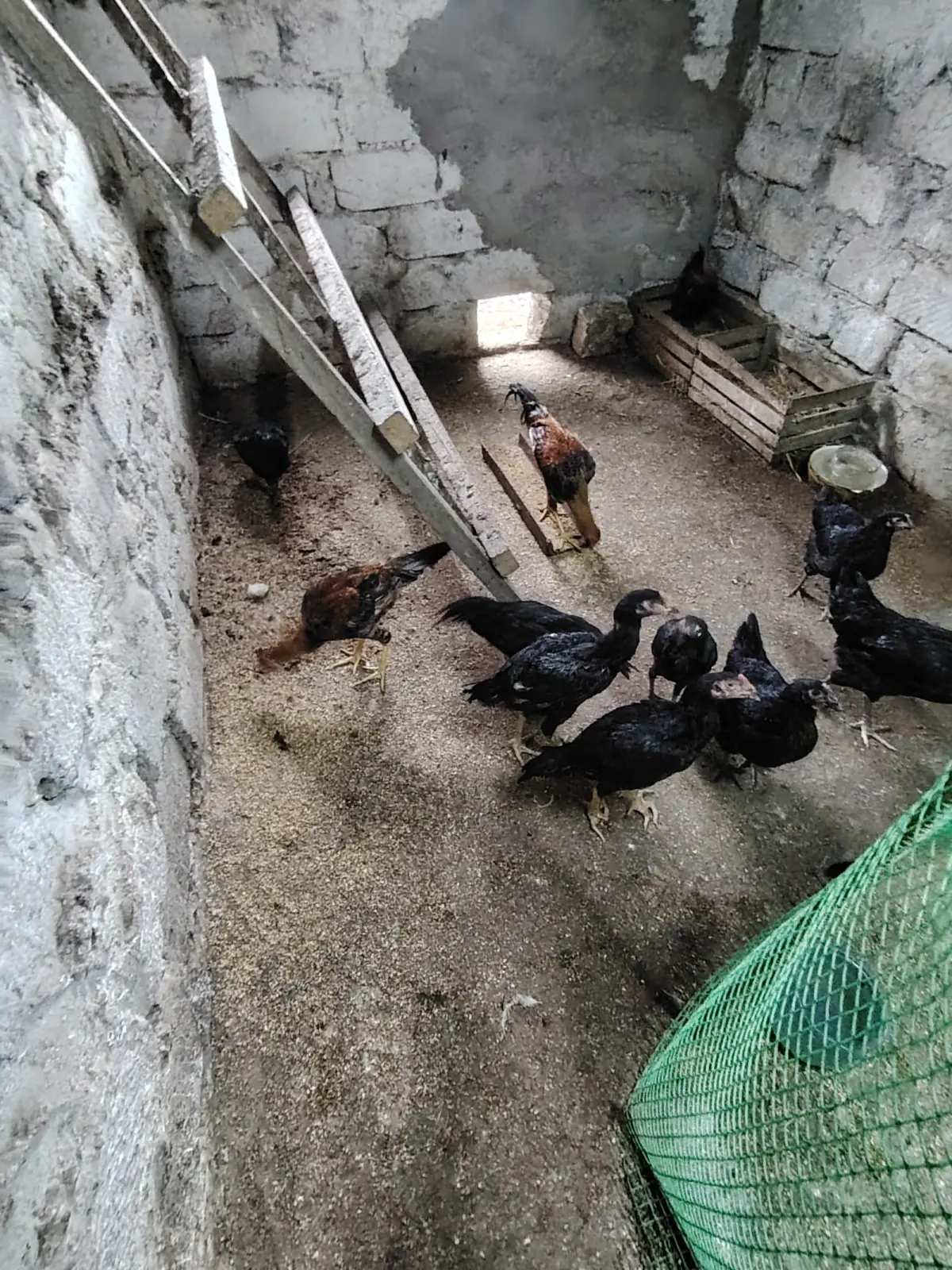 Çolpalar — Heyvanlar, Quşlar, Balıqlar, Bakı