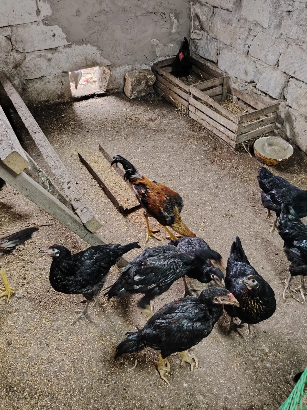 Çolpalar — Heyvanlar, Quşlar, Balıqlar, Bakı
