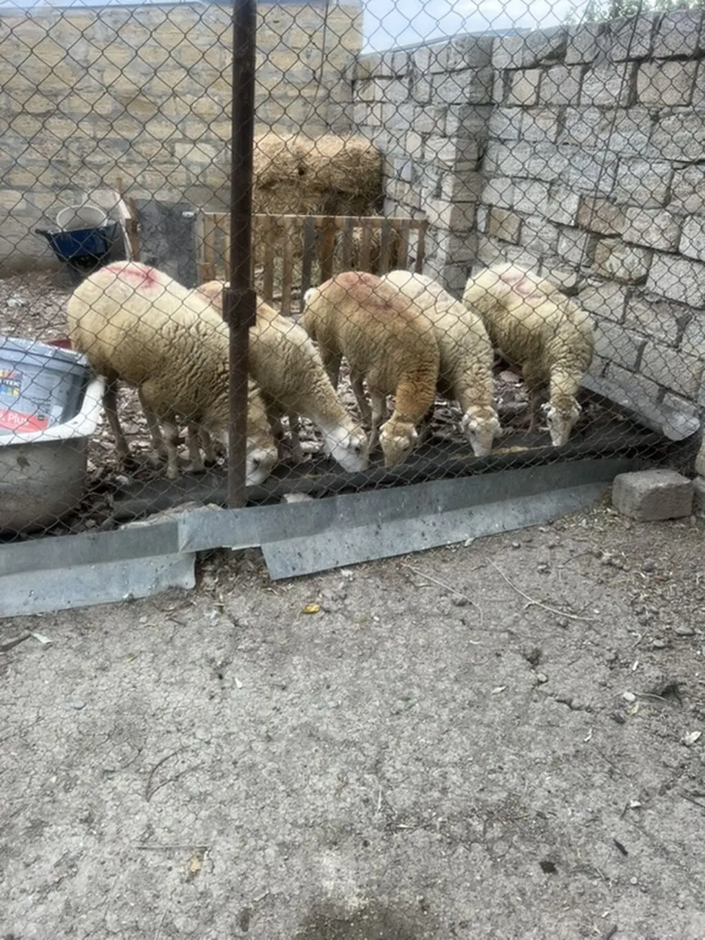 Qoyunlar — Heyvanlar, Quşlar, Balıqlar, Bakı